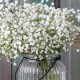 Buy Baby's Breath White: Bouquets & Beyond! | Baby Care 101: Essential Tips for Happy, Healthy Babies