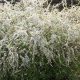 Cultivating Baby's Breath Spirea: Care & Beauty | Baby Care 101: Essential Tips for Happy, Healthy Babies