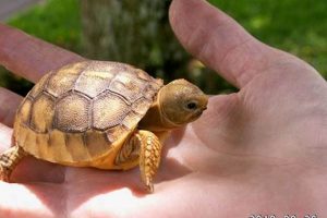 Caring for Baby Tortoise: A Complete Guide Baby Care 101: Essential Tips for Happy, Healthy Babies Caring for Baby Tortoise: A Complete Guide | Baby Care 101: Essential Tips for Happy, Healthy Babies