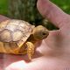 Caring for Baby Tortoise: A Complete Guide | Baby Care 101: Essential Tips for Happy, Healthy Babies