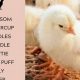 Cool Names for Baby Chicks: Naming Your Flock! | Baby Care 101: Essential Tips for Happy, Healthy Babies