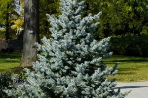 Grow Petite: Baby Blue Spruce Short Height Wonders Baby Care 101: Essential Tips for Happy, Healthy Babies Grow Petite: Baby Blue Spruce Short Height Wonders | Baby Care 101: Essential Tips for Happy, Healthy Babies