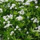 Wild Baby's Breath: ID, Care &amp; Garden Use! | Baby Care 101: Essential Tips for Happy, Healthy Babies