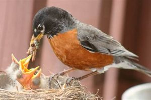 Why **Baby Robin Only Wants To Be Fed By Mom**: Care Tips Baby Care 101: Essential Tips for Happy, Healthy Babies Why **Baby Robin Only Wants To Be Fed By Mom**: Care Tips | Baby Care 101: Essential Tips for Happy, Healthy Babies