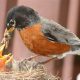 Why **Baby Robin Only Wants To Be Fed By Mom**: Care Tips | Baby Care 101: Essential Tips for Happy, Healthy Babies