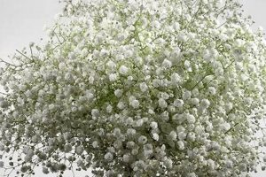 Meaning of Velo de Novia: Baby's Breath in Spanish Baby Care 101: Essential Tips for Happy, Healthy Babies Meaning of Velo de Novia: Baby's Breath in Spanish | Baby Care 101: Essential Tips for Happy, Healthy Babies