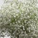 Meaning of Velo de Novia: Baby's Breath in Spanish | Baby Care 101: Essential Tips for Happy, Healthy Babies