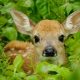 Cuteness Overload: Baby Fawn Care Tips & Facts | Baby Care 101: Essential Tips for Happy, Healthy Babies