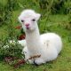 Cuteness Alert! Alpaca Baby Care Tips &amp; Guide | Baby Care 101: Essential Tips for Happy, Healthy Babies