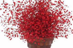 Crimson Clouds: Red Baby's Breath Bouquet Ideas & Care Baby Care 101: Essential Tips for Happy, Healthy Babies Crimson Clouds: Red Baby's Breath Bouquet Ideas & Care | Baby Care 101: Essential Tips for Happy, Healthy Babies