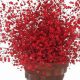 Crimson Clouds: Red Baby's Breath Bouquet Ideas & Care | Baby Care 101: Essential Tips for Happy, Healthy Babies