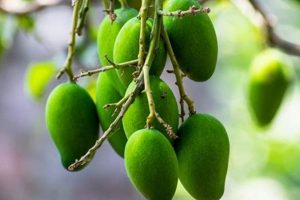 Easy Babys Mango: Recipes & Safety Tips Baby Care 101: Essential Tips for Happy, Healthy Babies Easy Babys Mango: Recipes & Safety Tips | Baby Care 101: Essential Tips for Happy, Healthy Babies