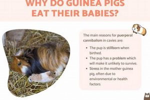 Why Do Guinea Pigs Eat Their Babies? + Prevention Tips Baby Care 101: Essential Tips for Happy, Healthy Babies Why Do Guinea Pigs Eat Their Babies? + Prevention Tips | Baby Care 101: Essential Tips for Happy, Healthy Babies
