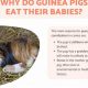 Why Do Guinea Pigs Eat Their Babies? + Prevention Tips | Baby Care 101: Essential Tips for Happy, Healthy Babies