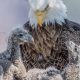 Eagle Cannibalism? Do Eagles Eat Their Babies (If They Die)? | Baby Care 101: Essential Tips for Happy, Healthy Babies