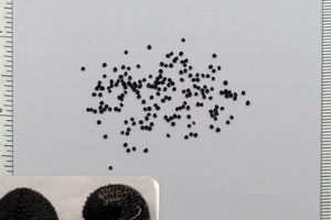 Buy Baby's Breath Seeds Online: Grow Beautiful Blooms! Baby Care 101: Essential Tips for Happy, Healthy Babies Buy Baby's Breath Seeds Online: Grow Beautiful Blooms! | Baby Care 101: Essential Tips for Happy, Healthy Babies