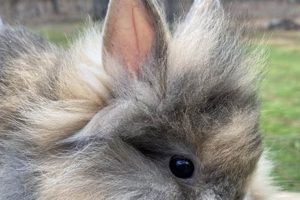 Tiny & Adorable Baby Bunnies For Sale Near You! Baby Care 101: Essential Tips for Happy, Healthy Babies Tiny & Adorable Baby Bunnies For Sale Near You! | Baby Care 101: Essential Tips for Happy, Healthy Babies