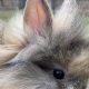 Tiny &amp; Adorable Baby Bunnies For Sale Near You! | Baby Care 101: Essential Tips for Happy, Healthy Babies