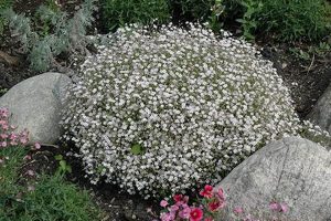 Grow Breathtaking Creeping Baby's Breath: A Guide Baby Care 101: Essential Tips for Happy, Healthy Babies Grow Breathtaking Creeping Baby's Breath: A Guide | Baby Care 101: Essential Tips for Happy, Healthy Babies