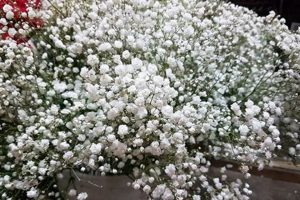 Best Places: Where to Buy Baby's Breath Flowers [Deals] | Baby Care 101: Essential Tips for Happy, Healthy Babies