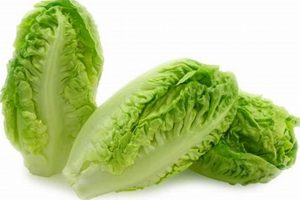 Is Baby Romaine Safe? Health, Recipes & More! Baby Care 101: Essential Tips for Happy, Healthy Babies Is Baby Romaine Safe? Health, Recipes & More! | Baby Care 101: Essential Tips for Happy, Healthy Babies