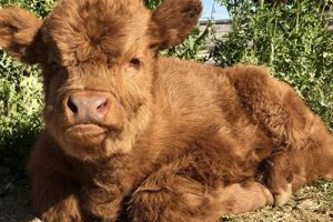 Cute Baby Highland Cow For Sale Near You Today! Baby Care 101: Essential Tips for Happy, Healthy Babies Cute Baby Highland Cow For Sale Near You Today! | Baby Care 101: Essential Tips for Happy, Healthy Babies