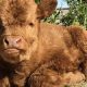 Cute Baby Highland Cow For Sale Near You Today! | Baby Care 101: Essential Tips for Happy, Healthy Babies