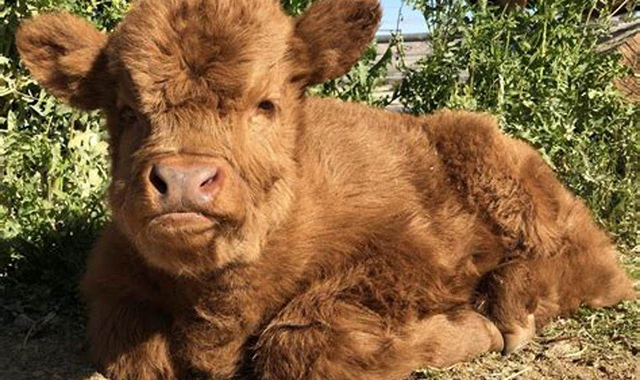 Cute Baby Highland Cow For Sale Near You Today! Baby Care 101: Essential Tips for Happy, Healthy Babies Cute Baby Highland Cow For Sale Near You Today! | Baby Care 101: Essential Tips for Happy, Healthy Babies