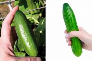 Tiny Treat: Growing & Enjoying Baby Cucumbers Today Baby Care 101: Essential Tips for Happy, Healthy Babies Tiny Treat: Growing & Enjoying Baby Cucumbers Today | Baby Care 101: Essential Tips for Happy, Healthy Babies