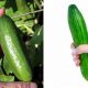 Tiny Treat: Growing & Enjoying Baby Cucumbers Today | Baby Care 101: Essential Tips for Happy, Healthy Babies