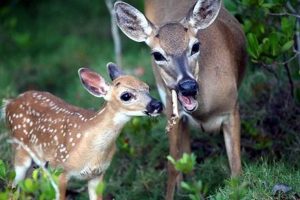Baby Deer Diet: What Do Baby Deer Eat to Grow? Baby Care 101: Essential Tips for Happy, Healthy Babies Baby Deer Diet: What Do Baby Deer Eat to Grow? | Baby Care 101: Essential Tips for Happy, Healthy Babies