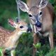 Baby Deer Diet: What Do Baby Deer Eat to Grow? | Baby Care 101: Essential Tips for Happy, Healthy Babies