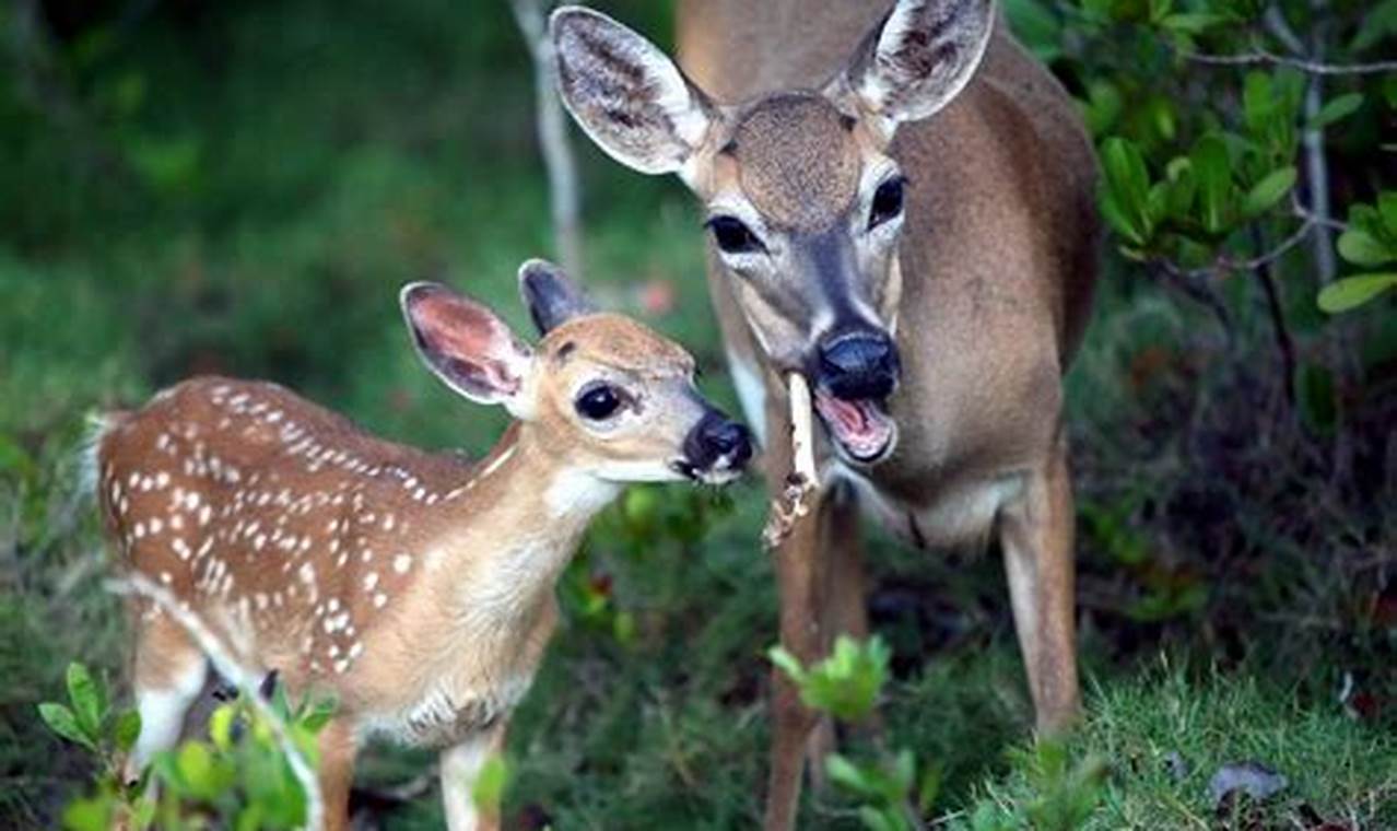 Baby Deer Diet: What Do Baby Deer Eat to Grow? Baby Care 101: Essential Tips for Happy, Healthy Babies Baby Deer Diet: What Do Baby Deer Eat to Grow? | Baby Care 101: Essential Tips for Happy, Healthy Babies