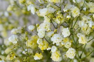 Discover: Baby's Breath Yellow Hues & Decor Tips Baby Care 101: Essential Tips for Happy, Healthy Babies Discover: Baby's Breath Yellow Hues & Decor Tips | Baby Care 101: Essential Tips for Happy, Healthy Babies