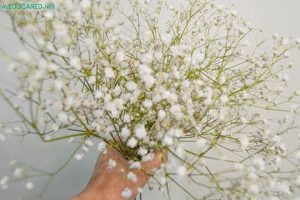 Buy Baby's Breath Flower Seeds Online | Grow Breathtaking Blooms Baby Care 101: Essential Tips for Happy, Healthy Babies Buy Baby's Breath Flower Seeds Online | Grow Breathtaking Blooms | Baby Care 101: Essential Tips for Happy, Healthy Babies