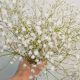 Buy Baby's Breath Flower Seeds Online | Grow Breathtaking Blooms | Baby Care 101: Essential Tips for Happy, Healthy Babies