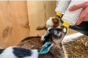 Bottle Feeding: How Long to Bottle Feed a Baby Goat + Tips Baby Care 101: Essential Tips for Happy, Healthy Babies Bottle Feeding: How Long to Bottle Feed a Baby Goat + Tips | Baby Care 101: Essential Tips for Happy, Healthy Babies