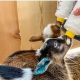 Bottle Feeding: How Long to Bottle Feed a Baby Goat + Tips | Baby Care 101: Essential Tips for Happy, Healthy Babies