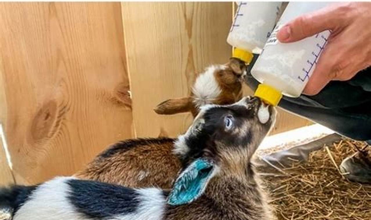 Bottle Feeding: How Long to Bottle Feed a Baby Goat + Tips Baby Care 101: Essential Tips for Happy, Healthy Babies Bottle Feeding: How Long to Bottle Feed a Baby Goat + Tips | Baby Care 101: Essential Tips for Happy, Healthy Babies