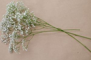Is Baby's Breath Nearby Harmful? Guide & Alternatives Baby Care 101: Essential Tips for Happy, Healthy Babies Is Baby's Breath Nearby Harmful? Guide & Alternatives | Baby Care 101: Essential Tips for Happy, Healthy Babies