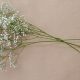 Is Baby's Breath Nearby Harmful? Guide & Alternatives | Baby Care 101: Essential Tips for Happy, Healthy Babies