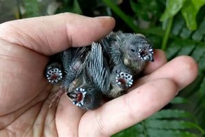 Caring for Gouldian Finch Babies: A Complete Guide Baby Care 101: Essential Tips for Happy, Healthy Babies Caring for Gouldian Finch Babies: A Complete Guide | Baby Care 101: Essential Tips for Happy, Healthy Babies
