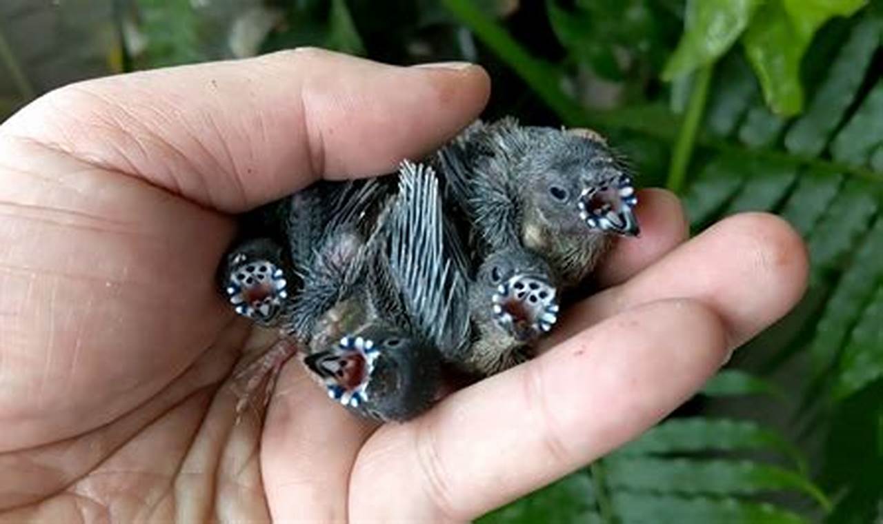 Caring for Gouldian Finch Babies: A Complete Guide Baby Care 101: Essential Tips for Happy, Healthy Babies Caring for Gouldian Finch Babies: A Complete Guide | Baby Care 101: Essential Tips for Happy, Healthy Babies