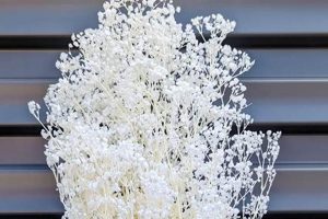Timeless Beauty: Preserved Baby's Breath Decor Ideas Baby Care 101: Essential Tips for Happy, Healthy Babies Timeless Beauty: Preserved Baby's Breath Decor Ideas | Baby Care 101: Essential Tips for Happy, Healthy Babies