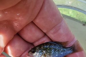 Caring for Baby Bluegill: Growth & Habitat Baby Care 101: Essential Tips for Happy, Healthy Babies Caring for Baby Bluegill: Growth & Habitat | Baby Care 101: Essential Tips for Happy, Healthy Babies