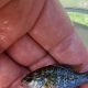 Caring for Baby Bluegill: Growth & Habitat | Baby Care 101: Essential Tips for Happy, Healthy Babies