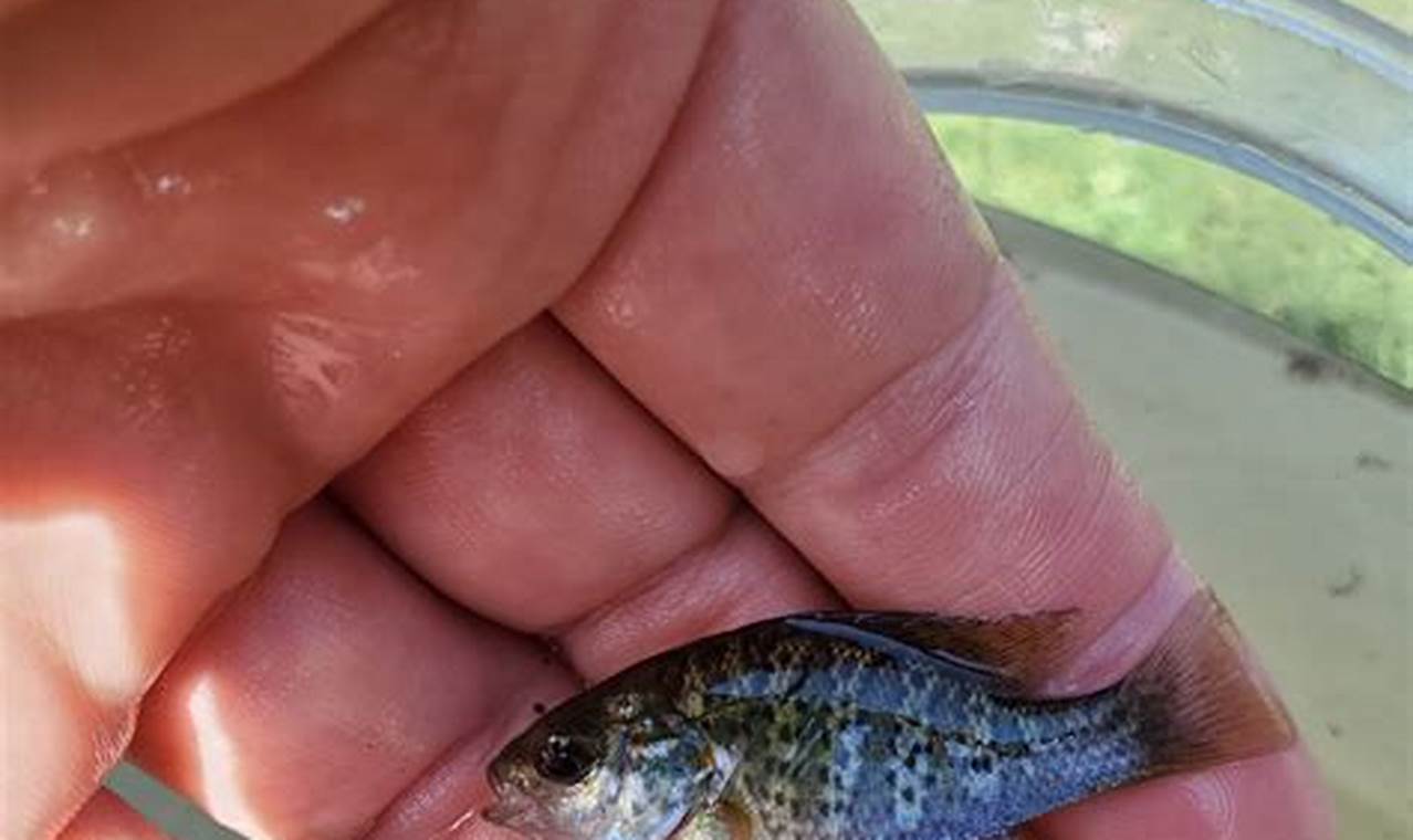 Caring for Baby Bluegill: Growth & Habitat Baby Care 101: Essential Tips for Happy, Healthy Babies Caring for Baby Bluegill: Growth & Habitat | Baby Care 101: Essential Tips for Happy, Healthy Babies