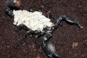Discovering Baby Scorpions: Life Cycle & Facts Baby Care 101: Essential Tips for Happy, Healthy Babies Discovering Baby Scorpions: Life Cycle & Facts | Baby Care 101: Essential Tips for Happy, Healthy Babies