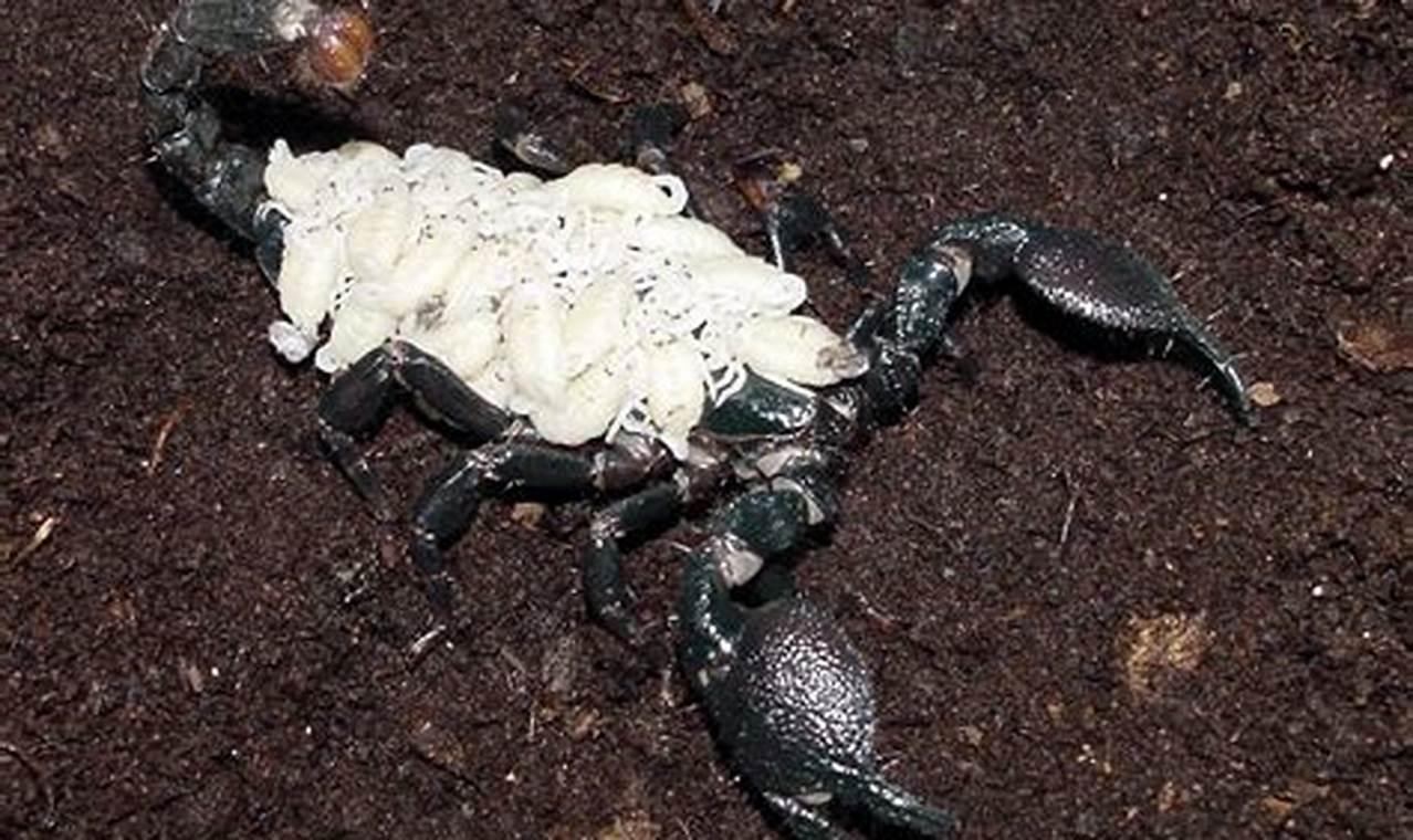Discovering Baby Scorpions: Life Cycle & Facts Baby Care 101: Essential Tips for Happy, Healthy Babies Discovering Baby Scorpions: Life Cycle & Facts | Baby Care 101: Essential Tips for Happy, Healthy Babies