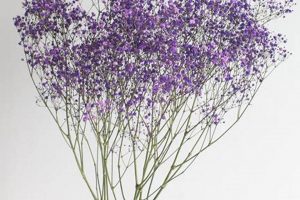Buy Purple Baby's Breath Flowers: Colors & Care Tips Baby Care 101: Essential Tips for Happy, Healthy Babies Buy Purple Baby's Breath Flowers: Colors & Care Tips | Baby Care 101: Essential Tips for Happy, Healthy Babies